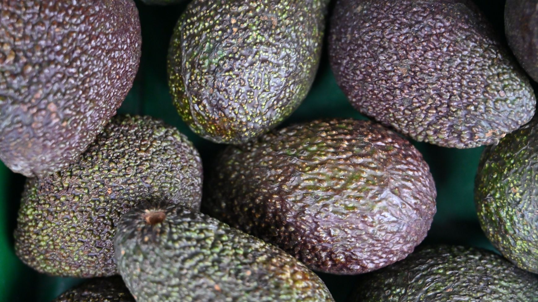 CCDR Algarve emite Declaração de Impacte Ambiental «desfavorável» à produção de abacates em Lagos