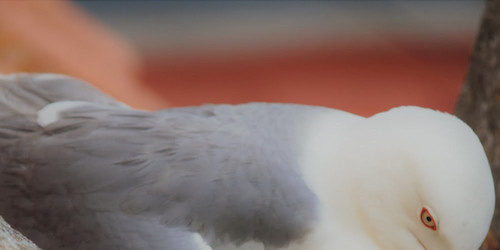 Organização SPEA desafia portugueses a contar as gaivotas da sua cidade