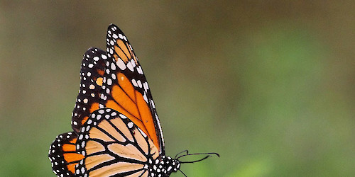 Webinar "À descoberta da nossa fauna e flora" na estação da Biodiversidade da Barragem da Bravura