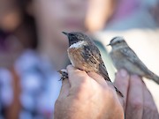 Festival de Observação de Aves & Actividades de Natureza regressa a Sagres de 1 a 5 de Outubro - 1