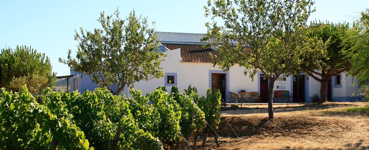 Nasceu o primeiro vinho sem sulfitos do Algarve... E é de Lagos