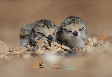 Salinas no Algarve vão ter micro-ilhas para que aves possam construir ninhos