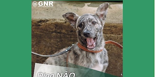 GNR/SEPNA – Dia Internacional do Animal Abandonado