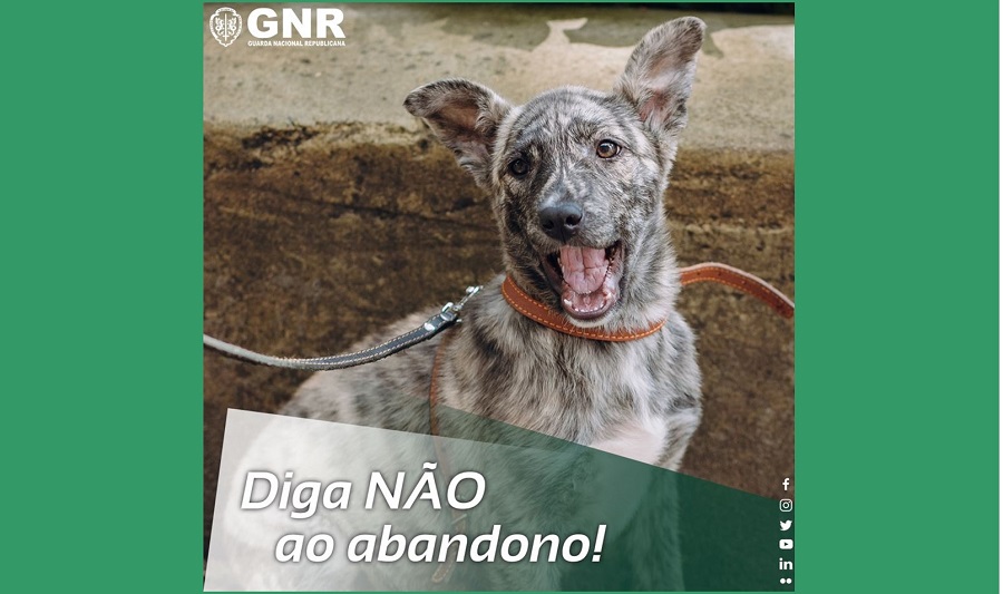 GNR/SEPNA – Dia Internacional do Animal Abandonado