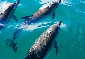 Festival de Observação de Aves & Actividades de Natureza de Sagres promove webinar "Utilização de drones na investigação de cetáceos"