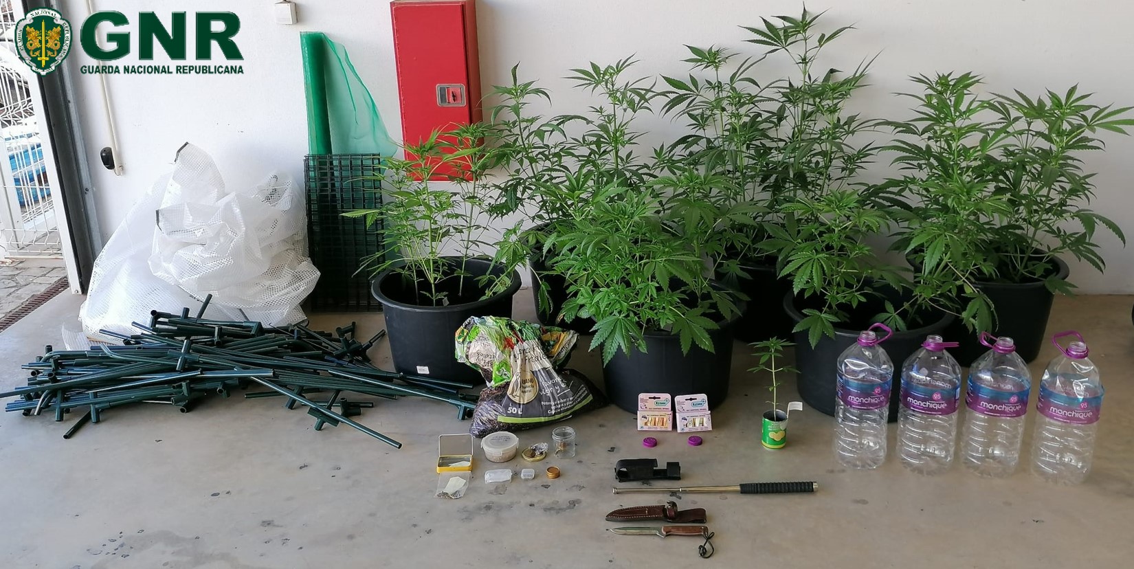 Detido homem de 40 anos por cultivar cannabis em estufa no concelho de Vila do Bispo