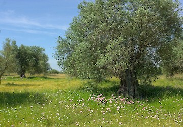 Festival de Observação de Aves & Actividades de Natureza de Sagres promove olhar sobre os olivais tradicionais do Alentejo