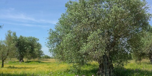 Festival de Observação de Aves & Actividades de Natureza de Sagres promove olhar sobre os olivais tradicionais do Alentejo