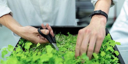 Município de Lagos e IEFP promovem cursos de formação na área agrícola