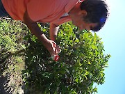 Detectada praga de insecto em árvores de citrinos no concelho de Aljezur - 1