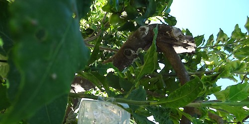 Detectada praga de insecto em árvores de citrinos no concelho de Aljezur