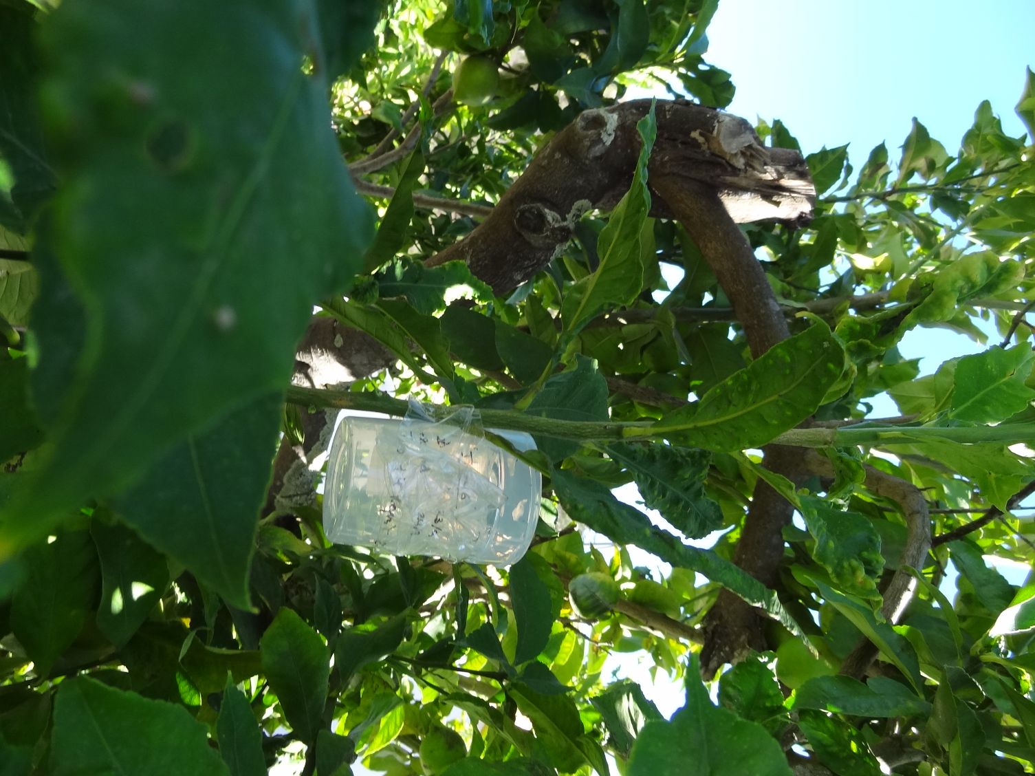 Detectada praga de insecto em árvores de citrinos no concelho de Aljezur