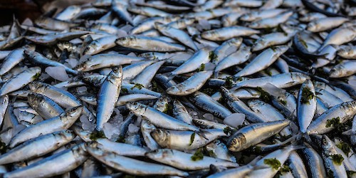 Pescado transaccionado em Portugal Continental atinge os 181 milhões de euros