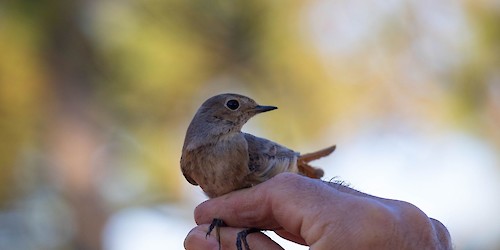 Festival de Observação de Aves & Actividades de Natureza celebra a migração em Sagres há 12 anos
