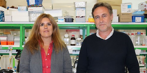 Estudo da Universidade de Coimbra revela como a doença de Parkinson pode ter origem no intestino