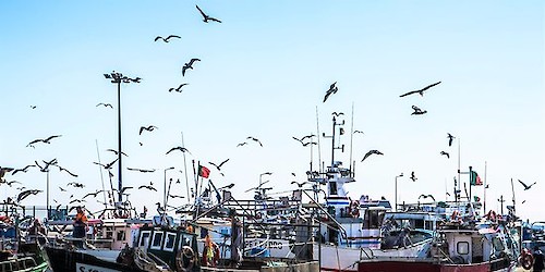 Primeira venda legal de pescado aumenta devido ao fecho de restaurantes na pandemia, com maior impacto na AML e Algarve