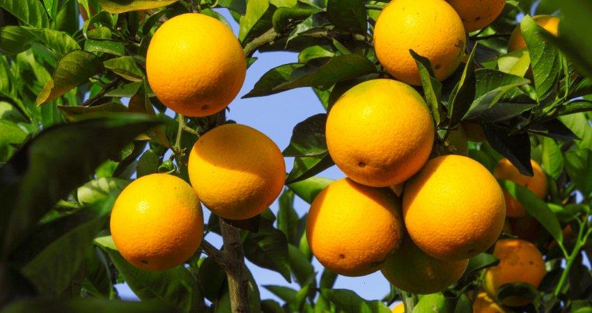 Continente compra 18 milhões de kg de laranjas do Algarve