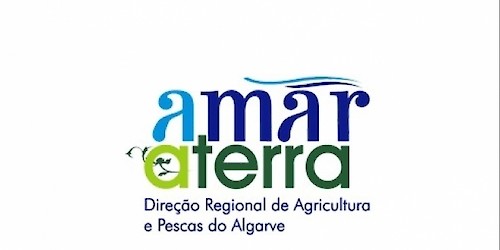 Transferência de embriões em vacas algarvias